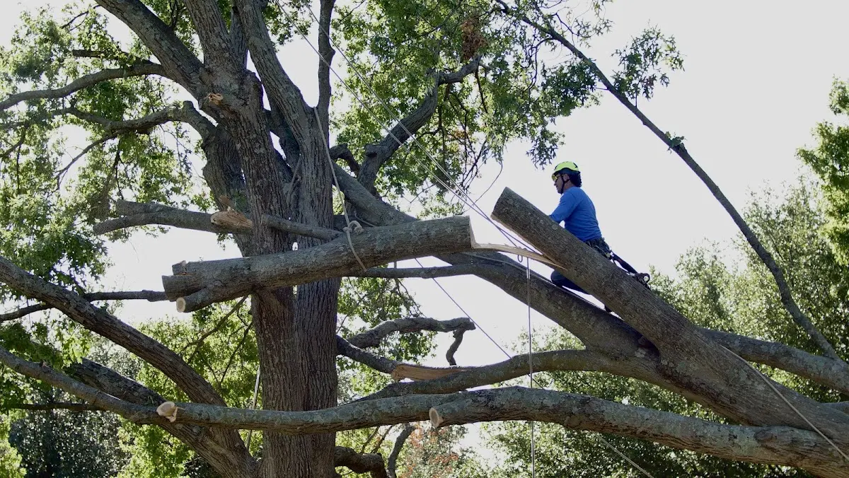 Professional Hazardous Tree Removal performed by certified arborists in Paramus