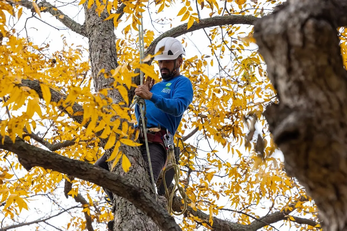 Skilled Tree Trimming crew working in Paramus